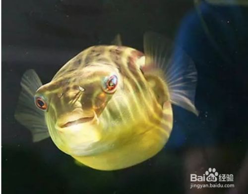 斑馬狗頭魚的飼養(yǎng)技巧分享，關于斑馬狗頭魚的飼養(yǎng)技巧