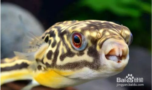 斑馬狗頭魚的飼養(yǎng)技巧分享，關于斑馬狗頭魚的飼養(yǎng)技巧