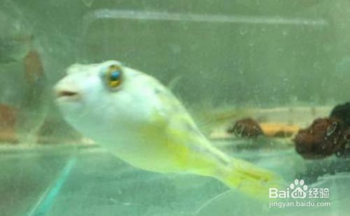 斑馬狗頭魚的飼養(yǎng)技巧分享，關于斑馬狗頭魚的飼養(yǎng)技巧
