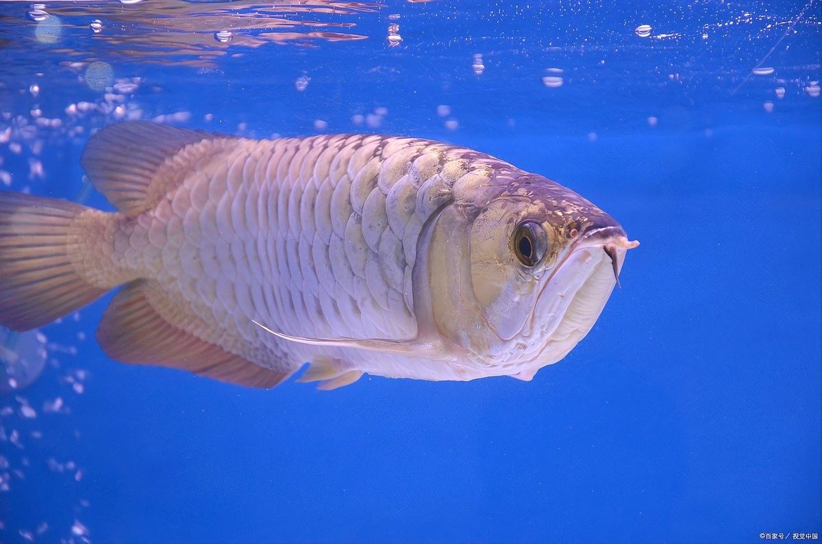 龍魚多久換水一次