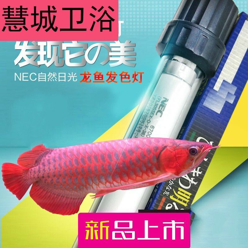 一根nec龍魚燈正確放置方法：nec龍魚燈放置方法