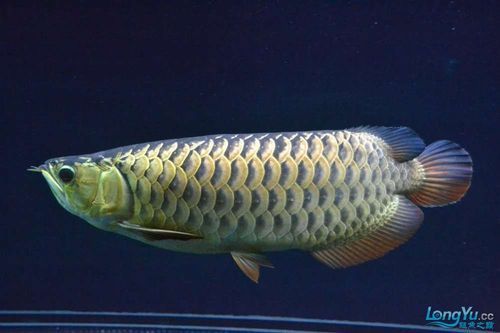 金龍魚真實圖片大全