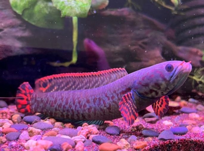 龍魚有哪些小型品種：小型龍魚品種介紹：小型雷龍魚品種介紹
