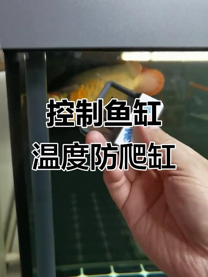 如何預防魚趴缸的發生？