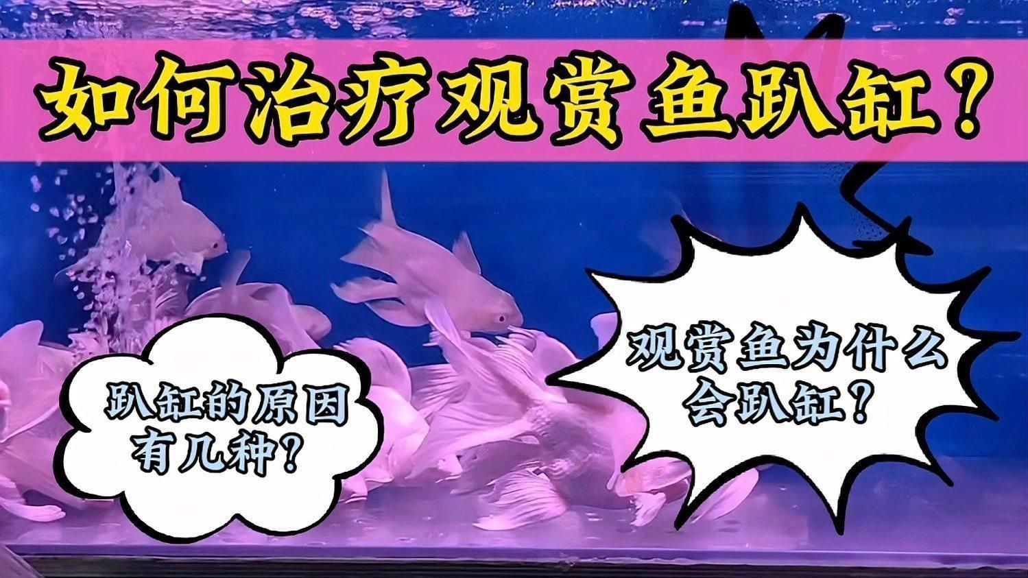 如何預防魚趴缸的發生？
