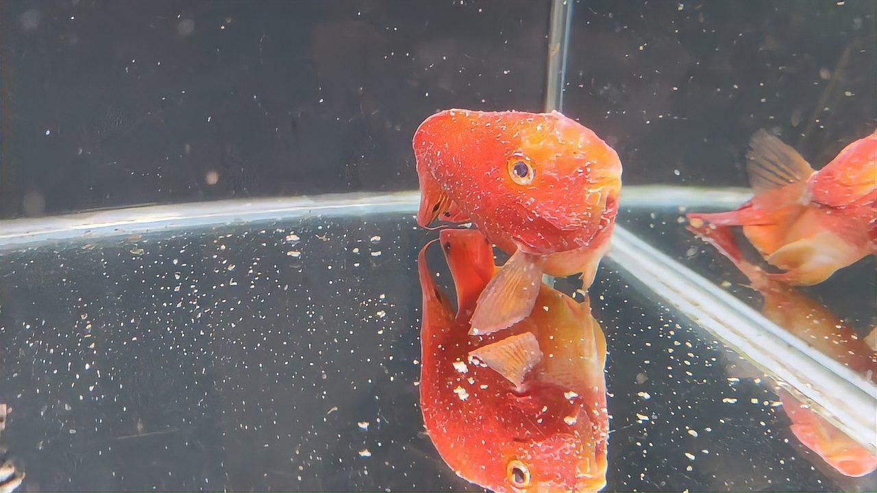 如何預防魚趴缸的發生？