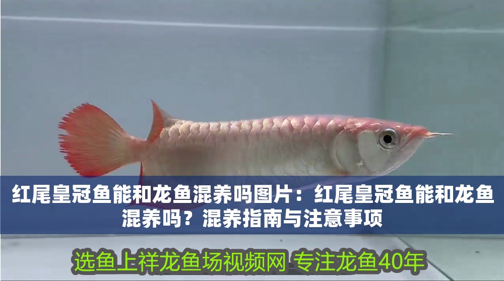 紅尾皇冠魚能和龍魚混養(yǎng)嗎圖片：紅尾皇冠魚能和龍魚混養(yǎng)嗎？混養(yǎng)指南與注意事項