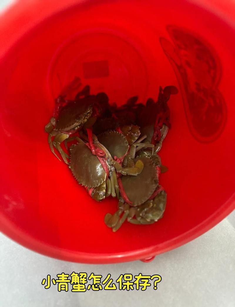 生態鱘龍魚在袋子里能放幾天