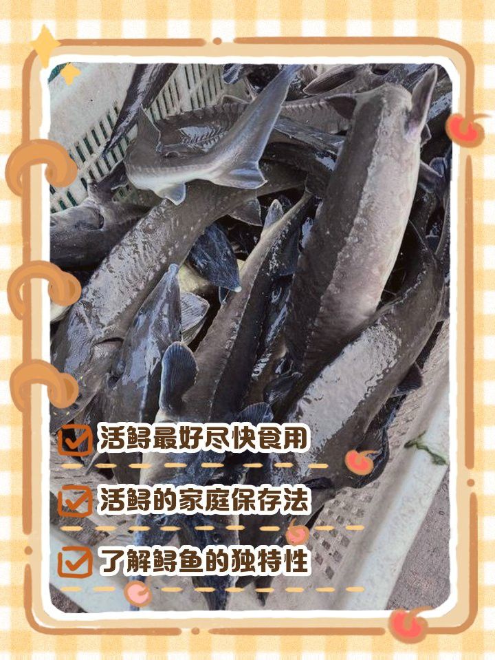 生態鱘龍魚在袋子里能放幾天