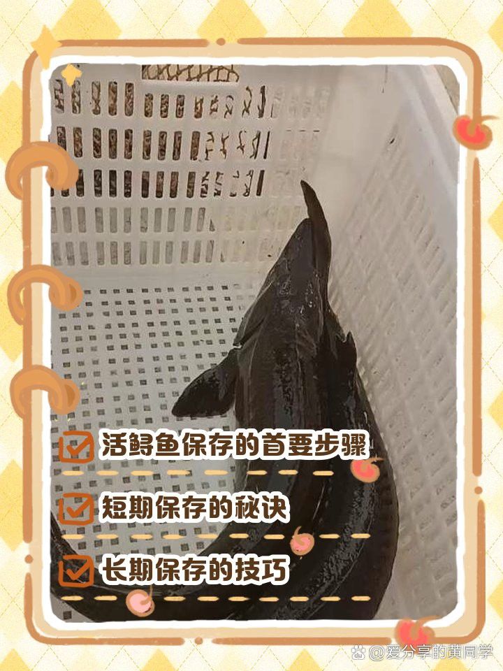 生態鱘龍魚在袋子里能放幾天