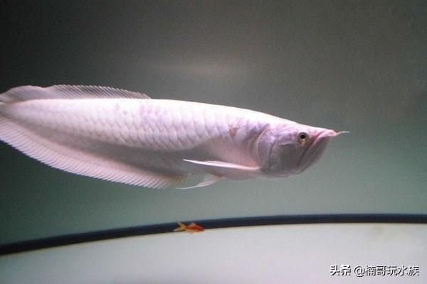 雪龍魚最佳飼養水溫范圍：雪龍魚最佳飼養水溫范圍查詢