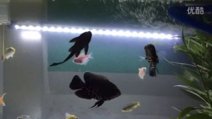 龍魚和地圖可以混養嗎：龍魚和地圖魚可以混養嗎