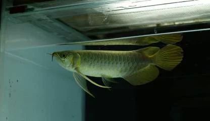 龍魚多久長大：龍魚的成長速度受到多種因素影響，飼養(yǎng)條件是受到多種影響