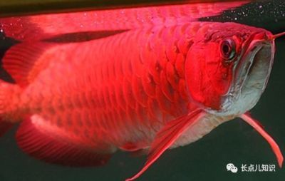 紅龍魚的最好品種有哪些（什么品種紅龍魚最好）
