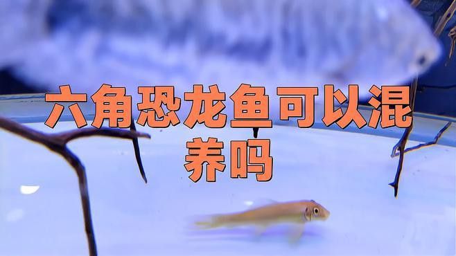 哪些魚可以和六角恐龍混養？