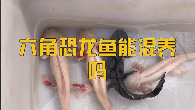 哪些魚可以和六角恐龍混養？