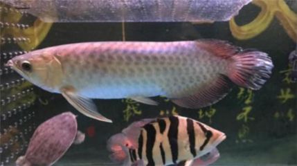 青龍魚好看嗎
