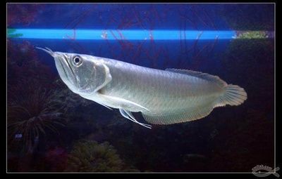 銀龍魚的分類特征（銀龍魚的一些分類特征）