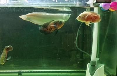 銀龍魚的分類特征（銀龍魚的一些分類特征）