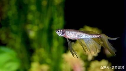 龍魚手術后注意什么（龍魚手術后的飲食需要注意以下幾個方面）