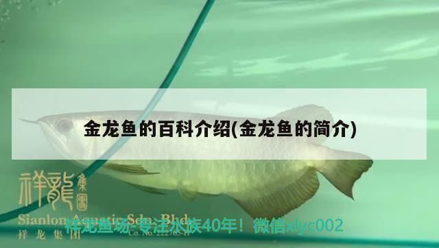 金龍魚(yú)的百科介紹（金龍魚(yú)市場(chǎng)價(jià)格趨勢(shì),金龍魚(yú)的飲食習(xí)慣,金龍魚(yú)的繁殖方法）