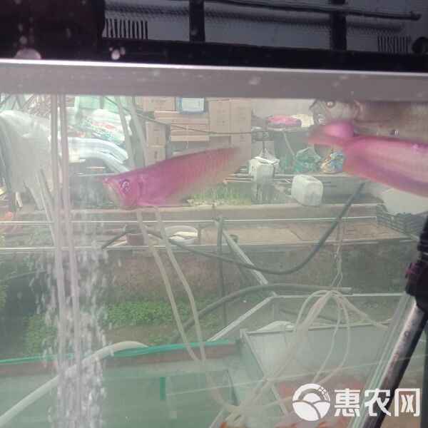 銀龍魚的市場價格是多少？