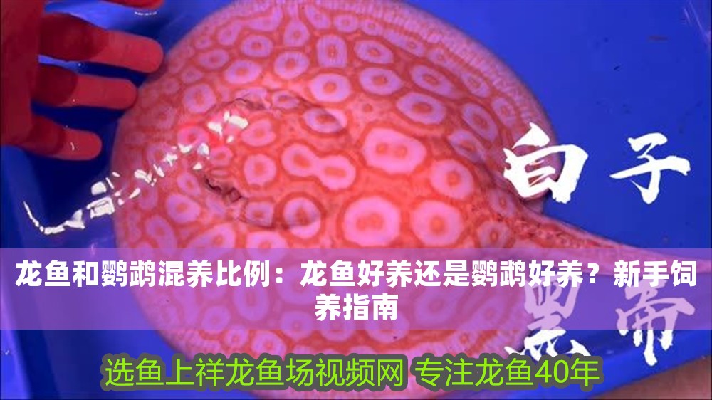 龍魚和鸚鵡混養(yǎng)比例：龍魚好養(yǎng)還是鸚鵡好養(yǎng)？新手飼養(yǎng)指南