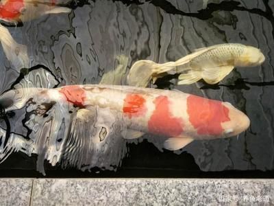 龍魚一個星期喂一次可以嗎：龍魚一周喂食一次可行嗎龍魚一周不喂食可行嗎