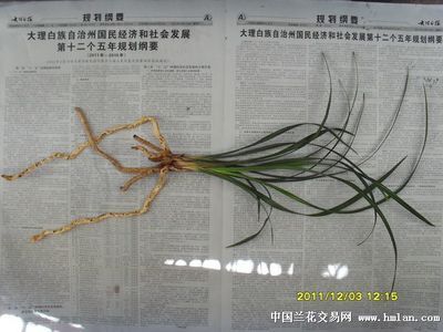 大理白族自治州龍魚養(yǎng)殖基地在哪里呀多少錢：國內(nèi)最大的龍魚養(yǎng)殖基地