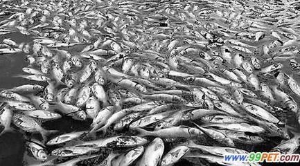 大理白族自治州龍魚養(yǎng)殖基地在哪里呀多少錢：國內(nèi)最大的龍魚養(yǎng)殖基地