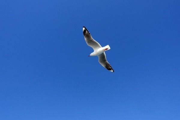 彩虹雷龍魚怎么分公母？：彩虹雷龍魚的公母可以通過觀察其外部特征來確定