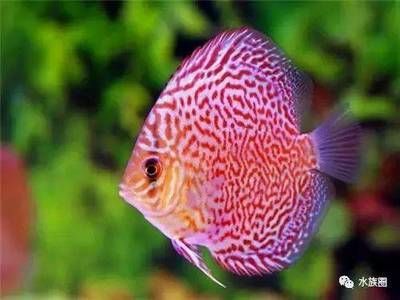 龍魚和戰船（龍魚與戰船在歷史和文化中的象征意義）