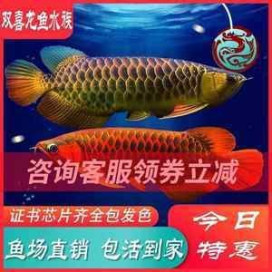 紅龍魚可以活多久(紅龍魚的壽命是多少年紅龍魚的壽命多長時間能活多久) 龍魚百科 第6張 紅龍魚可以活多久(紅龍魚的壽命是多少年紅龍魚的壽命多長時間能活多久) 紅龍魚可以活多久(紅龍魚的壽命是多少年紅龍魚的壽命多長時間能活多久) 龍魚百科 第6張