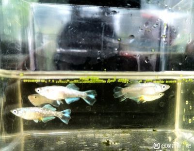 龍魚卵孵化時間