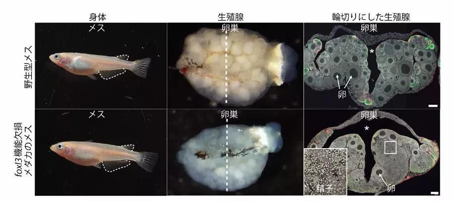 龍魚卵孵化時間