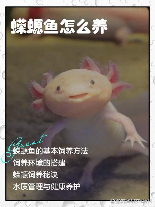 小火龍魚可以與金魚混養嗎圖片