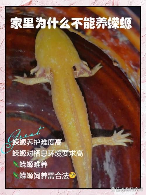 小火龍魚可以與金魚混養嗎圖片