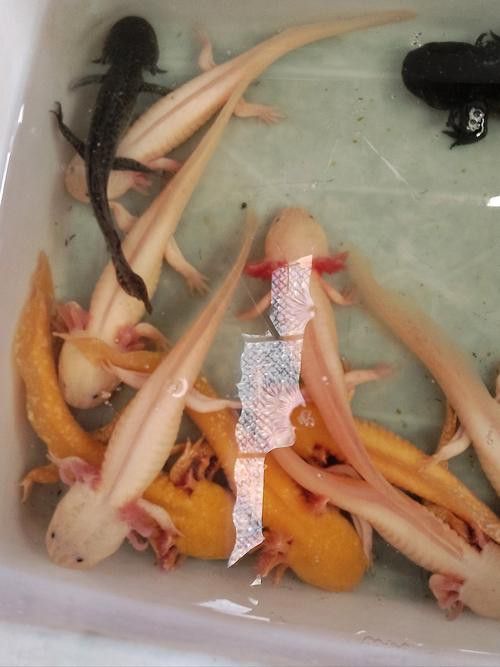 小火龍魚可以與金魚混養嗎圖片