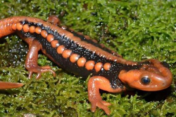 小火龍魚可以與金魚混養嗎圖片