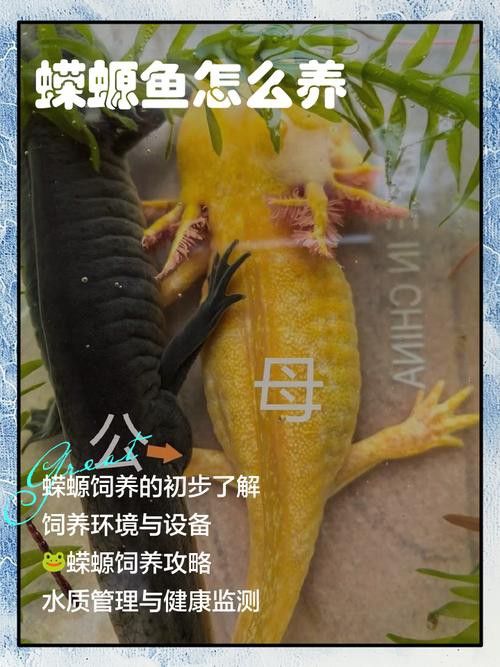 小火龍魚可以與金魚混養嗎圖片