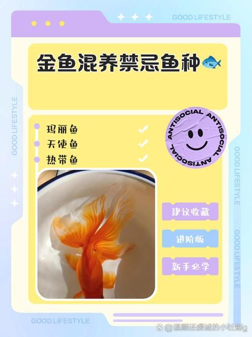 小火龍魚可以與金魚混養嗎圖片