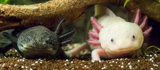 小火龍魚可以與金魚混養嗎圖片