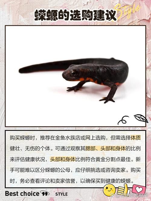 小火龍魚可以與金魚混養嗎圖片