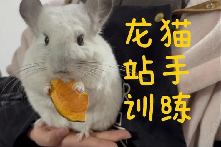 龍貓如何快速適應新主人？