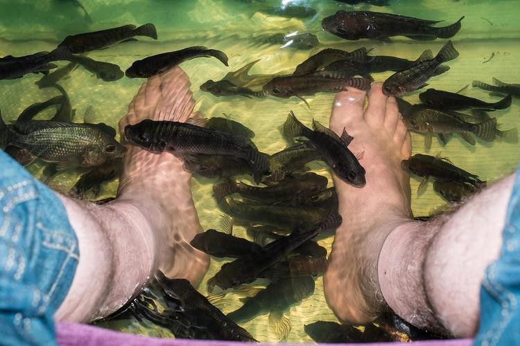 小火龍魚可以與金魚混養嗎圖片