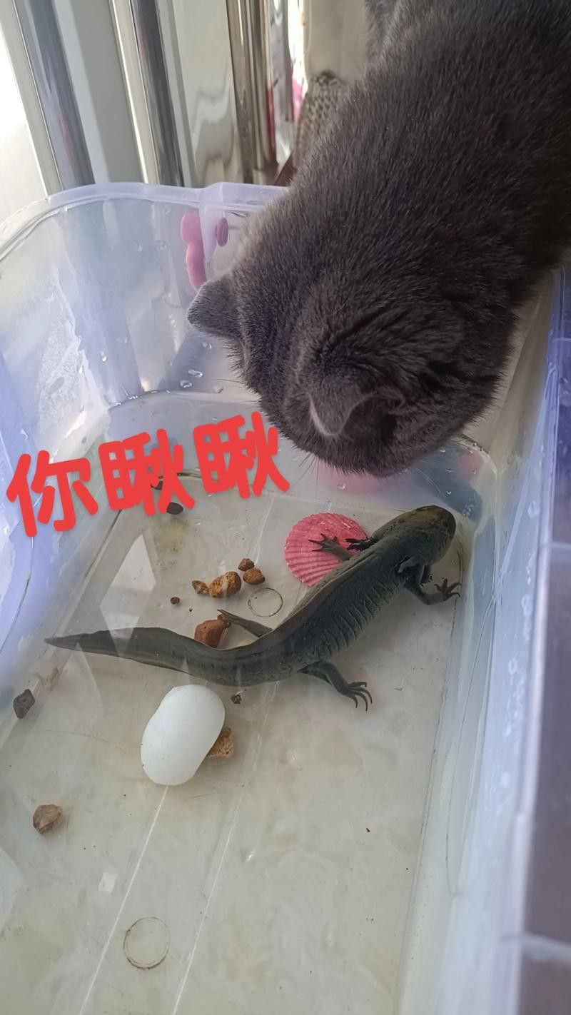 小火龍魚可以與金魚混養嗎圖片