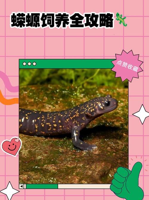 小火龍魚可以與金魚混養嗎圖片