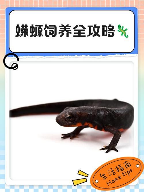 小火龍魚可以與金魚混養嗎圖片