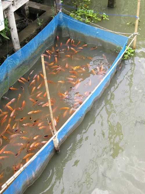 小火龍魚可以與金魚混養嗎圖片