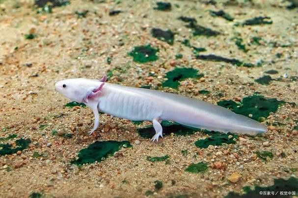 小火龍魚可以與金魚混養嗎圖片